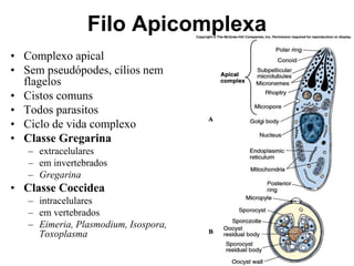Filo Apicomplexa
• Complexo apical
• Sem pseudópodes, cílios nem
flagelos
• Cistos comuns
• Todos parasitos
• Ciclo de vida complexo
• Classe Gregarina
– extracelulares
– em invertebrados
– Gregarina
• Classe Coccidea
– intracelulares
– em vertebrados
– Eimeria, Plasmodium, Isospora,
Toxoplasma
 