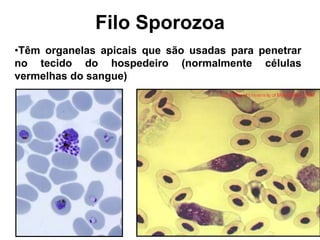Filo Sporozoa
•Têm organelas apicais que são usadas para penetrar
no tecido do hospedeiro (normalmente células
vermelhas do sangue)
 