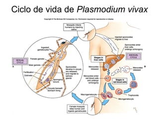 Ciclo de vida de Plasmodium vivax
 