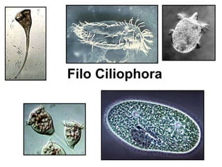 Filo Ciliophora
 