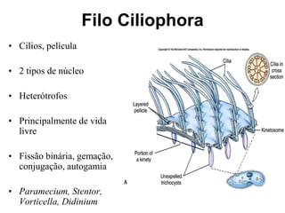 Filo Ciliophora
• Cilios, película
• 2 tipos de núcleo
• Heterótrofos
• Principalmente de vida
livre
• Fissão binária, gemação,
conjugação, autogamia
• Paramecium, Stentor,
Vorticella, Didinium
 
