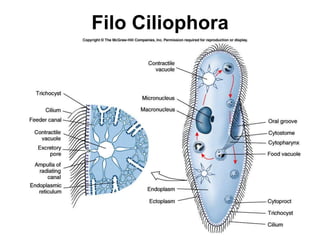 Filo Ciliophora
 