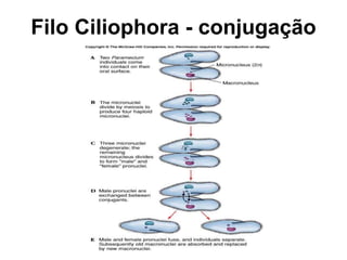 Filo Ciliophora - conjugação
 