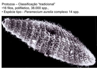 Protozoa – Classificação “tradicional”
•16 filos, polifiletico, 38.000 spp.,
• Espécie tipo - Paramecium aurelia complexo 14 spp.
 