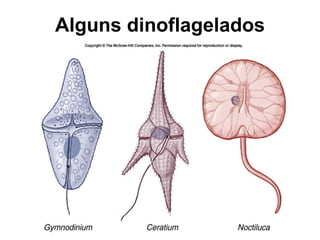Alguns dinoflagelados
 