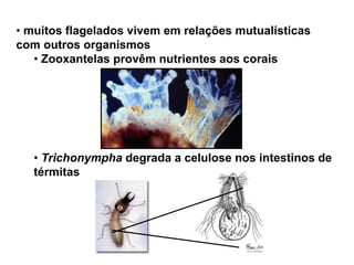 • muitos flagelados vivem em relações mutualísticas
com outros organismos
• Zooxantelas provêm nutrientes aos corais
• Trichonympha degrada a celulose nos intestinos de
térmitas
 