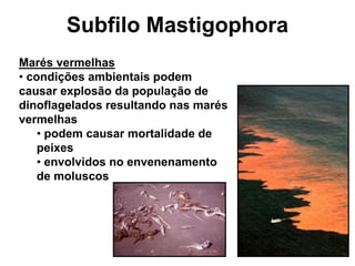 Marés vermelhas
• condições ambientais podem
causar explosão da população de
dinoflagelados resultando nas marés
vermelhas
• podem causar mortalidade de
peixes
• envolvidos no envenenamento
de moluscos
Subfilo Mastigophora
 