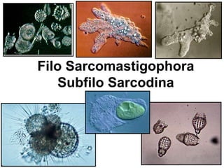 Filo Sarcomastigophora
Subfilo Sarcodina
 
