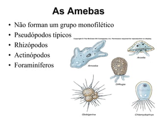 As Amebas
• Não forman um grupo monofilético
• Pseudópodos típicos
• Rhizópodos
• Actinópodos
• Foraminíferos
 
