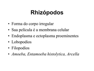 Rhizópodos
• Forma do corpo irregular
• Sua película é a membrana celular
• Endoplasma e ectoplasma proeminentes
• Lobopodios
• Filopodios
• Amoeba, Entamoeba histolytica, Arcella
 