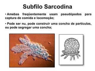 Subfilo Sarcodina
• Amebas freqüentemente usam pseudópodos para
captura de comida e locomoção;
• Pode ser nu, pode construir uma concha de partículas,
ou pode segregar uma concha;
 
