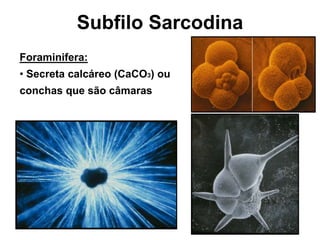 Foraminifera:
• Secreta calcáreo (CaCO3) ou
conchas que são câmaras
Subfilo Sarcodina
 