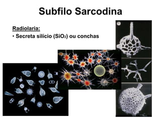 Radiolaria:
• Secreta silício (SiO2) ou conchas
Subfilo Sarcodina
 