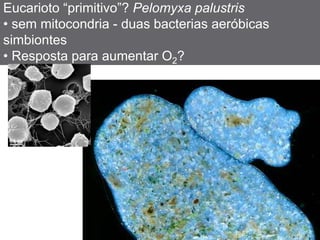 Eucarioto “primitivo”? Pelomyxa palustris
• sem mitocondria - duas bacterias aeróbicas
simbiontes
• Resposta para aumentar O2?
 
