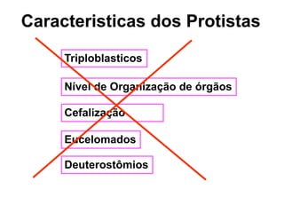 Caracteristicas dos Protistas
Triploblasticos
Cefalização
Nível de Organização de órgãos
Eucelomados
Deuterostômios
 