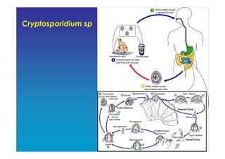 Cryptosporidium sp
 