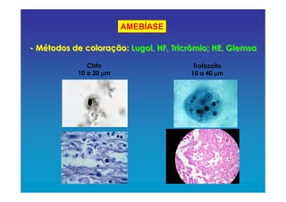 AMEBÍASE
Cisto
10 a 20 µµµµm
Trofozoíto
10 a 40 µµµµm
- Métodos de coloração: Lugol, HF, Tricrômio; HE, Giemsa- Métodos de coloração: Lugol, HF, Tricrômio; HE, Giemsa
 