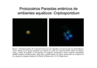 Protozoários Parasitas entéricos de
ambientes aquáticos: Criptosporidium
 