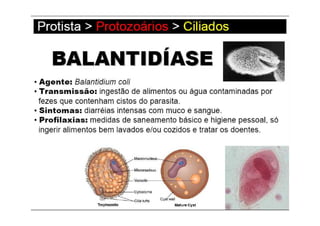 Aula 4   protozoários