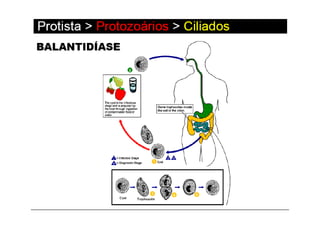 Aula 4   protozoários