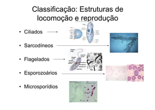Classificação: Estruturas de
locomoção e reprodução
• Ciliados
• Sarcodíneos
• Flagelados
• Esporozoários
• Microsporídios
 
