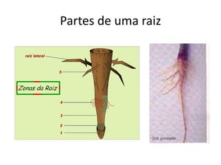 Partes de uma raiz
 