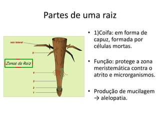 Partes de uma raiz
• 1)Coifa: em forma de
capuz, formada por
células mortas.
• Função: protege a zona
meristemática contra o
atrito e microrganismos.
• Produção de mucilagem
→ alelopatia.
 
