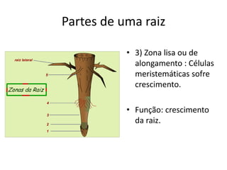 Partes de uma raiz
• 3) Zona lisa ou de
alongamento : Células
meristemáticas sofre
crescimento.
• Função: crescimento
da raiz.
 