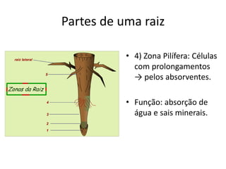 Partes de uma raiz
• 4) Zona Pilífera: Células
com prolongamentos
→ pelos absorventes.
• Função: absorção de
água e sais minerais.
 