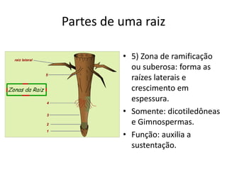 Partes de uma raiz
• 5) Zona de ramificação
ou suberosa: forma as
raízes laterais e
crescimento em
espessura.
• Somente: dicotiledôneas
e Gimnospermas.
• Função: auxilia a
sustentação.
 