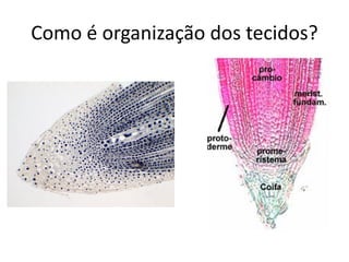 Como é organização dos tecidos?
 