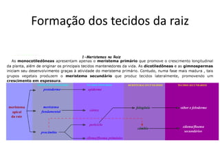 Formação dos tecidos da raiz
 