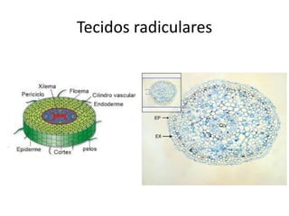 Tecidos radiculares
 