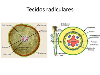 Tecidos radiculares
 