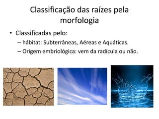 Classificação das raízes pela
morfologia
• Classificadas pelo:
– hábitat: Subterrâneas, Aéreas e Aquáticas.
– Origem embriológica: vem da radícula ou não.
 