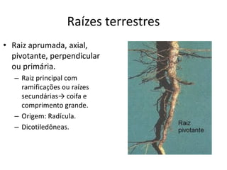 Raízes terrestres
• Raiz aprumada, axial,
pivotante, perpendicular
ou primária.
– Raiz principal com
ramificações ou raízes
secundárias→ coifa e
comprimento grande.
– Origem: Radícula.
– Dicotiledôneas.
 