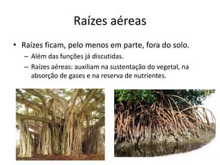 Raízes aéreas
• Raízes ficam, pelo menos em parte, fora do solo.
– Além das funções já discutidas.
– Raízes aéreas: auxiliam na sustentação do vegetal, na
absorção de gases e na reserva de nutrientes.
 