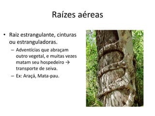 Raízes aéreas
• Raiz estrangulante, cinturas
ou estranguladoras.
– Adventícias que abraçam
outro vegetal, e muitas vezes
matam seu hospedeiro →
transporte de seiva.
– Ex: Araçá, Mata-pau.
 