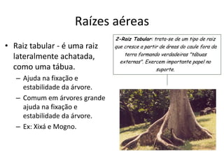 Raízes aéreas
• Raiz tabular - é uma raiz
lateralmente achatada,
como uma tábua.
– Ajuda na fixação e
estabilidade da árvore.
– Comum em árvores grande
ajuda na fixação e
estabilidade da árvore.
– Ex: Xixá e Mogno.
 