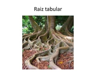 Raiz tabular
 