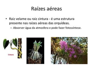 Raízes aéreas
• Raiz velame ou raiz cintura - é uma estrutura
presente nas raízes aéreas das orquídeas.
– Absorver água da atmosfera e pode fazer fotossíntese.
 