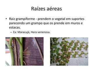 Raízes aéreas
• Raiz grampiforme - prendem o vegetal em suportes
parecendo um grampo que os prende em muros e
estacas.
– Ex: Maracujá, Hera venenosa.
 