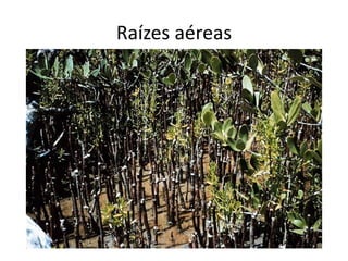 Raízes aéreas
 