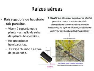 Raízes aéreas
• Raiz sugadora ou haustório
- raiz parasitas.
– Vivem à custa da outra
planta - extração de seiva
das plantas hospedeiras.
– Holoparasitas e
hemiparasitas.
– Ex: Cipó chumbo e a Erva-
de-passarinho.
 