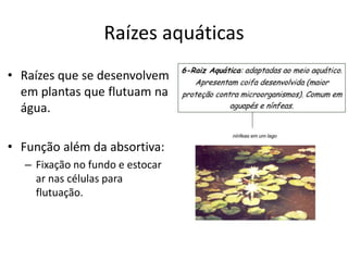 Raízes aquáticas
• Raízes que se desenvolvem
em plantas que flutuam na
água.
• Função além da absortiva:
– Fixação no fundo e estocar
ar nas células para
flutuação.
 