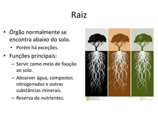 Raiz
• Órgão normalmente se
encontra abaixo do solo.
• Porém há exceções.
• Funções principais:
– Servir como meio de fixação
ao solo.
– Absorver água, compostos
nitrogenados e outras
substâncias minerais.
– Reserva de nutrientes.
 