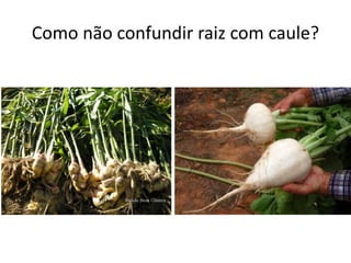Como não confundir raiz com caule?
 