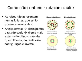 Como não confundir raiz com caule?
• As raízes não apresentam
gemas foliares, que estão
presentes nos caules.
• Angiospermas → distinguimos
a raiz do caule → xilema mais
externa do cilindro vascular
que o floema, no caule essa
configuração é inversa.
 