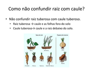 Como não confundir raiz com caule?
• Não confundir raiz tuberosa com caule tuberoso.
• Raiz tuberosa → caule e as folhas fora do solo
• Caule tuberoso→ caule e a raiz debaixo do solo.
 