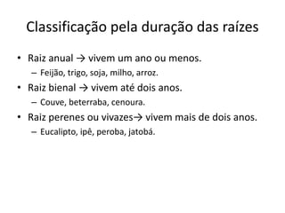 Classificação pela duração das raízes
• Raiz anual → vivem um ano ou menos.
– Feijão, trigo, soja, milho, arroz.
• Raiz bienal → vivem até dois anos.
– Couve, beterraba, cenoura.
• Raiz perenes ou vivazes→ vivem mais de dois anos.
– Eucalipto, ipê, peroba, jatobá.
 